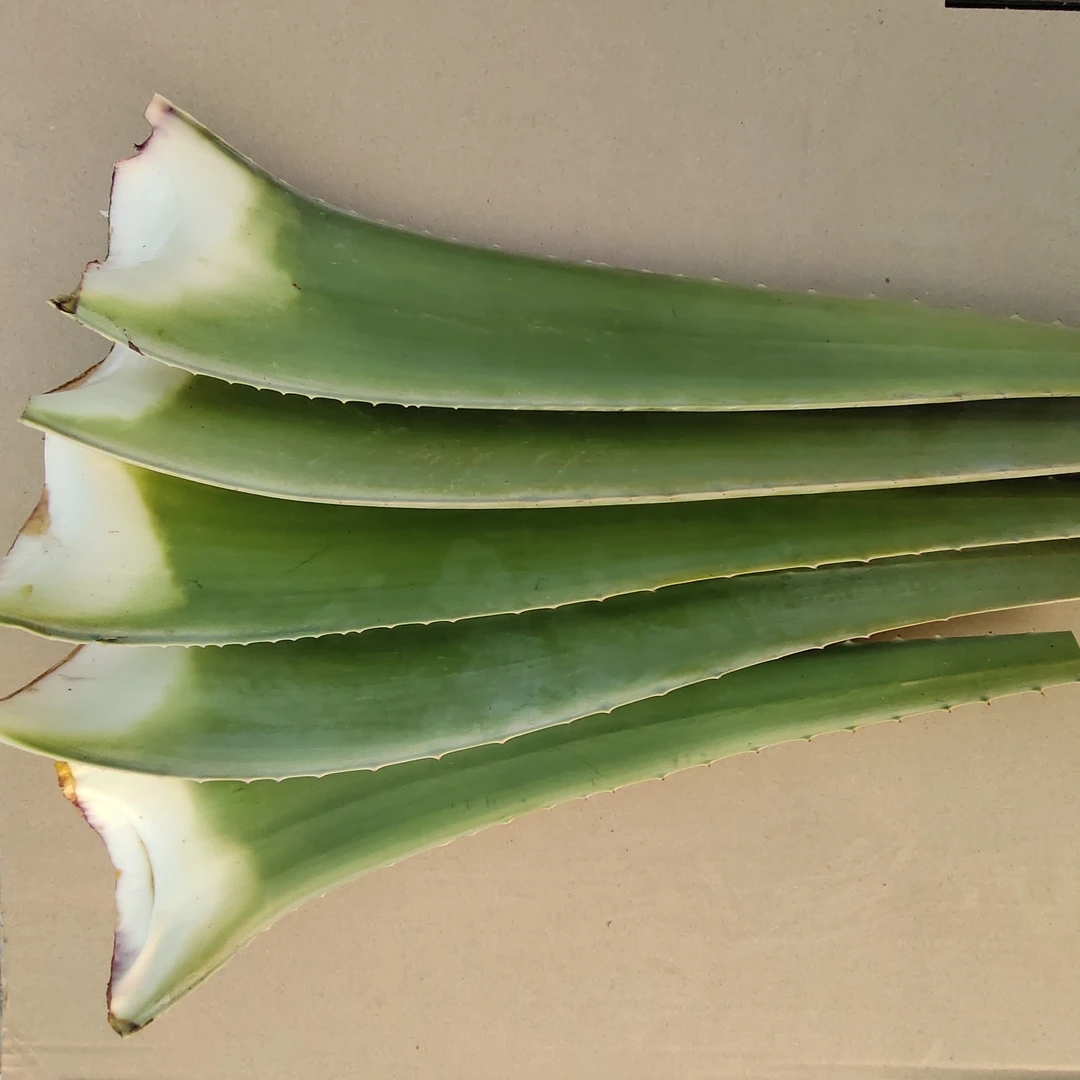 库拉索芦荟美容院芦荟灌肤客厅食用芦荟饭店芦荟盆栽室内绿植盆栽