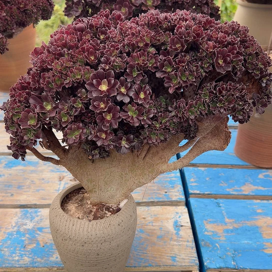 欧子梅花老桩厚板全朵朵瑕疵