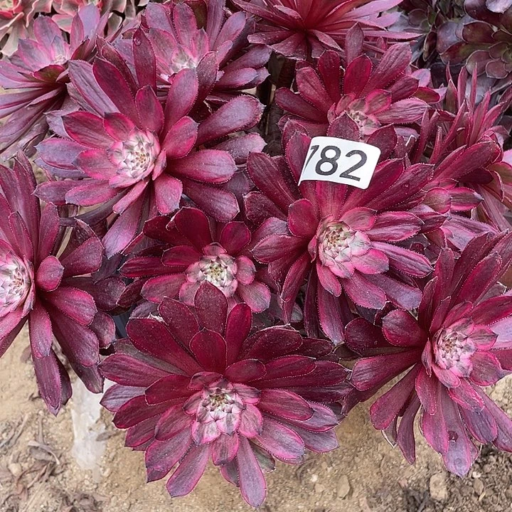 792紫霞仙子多肉植物