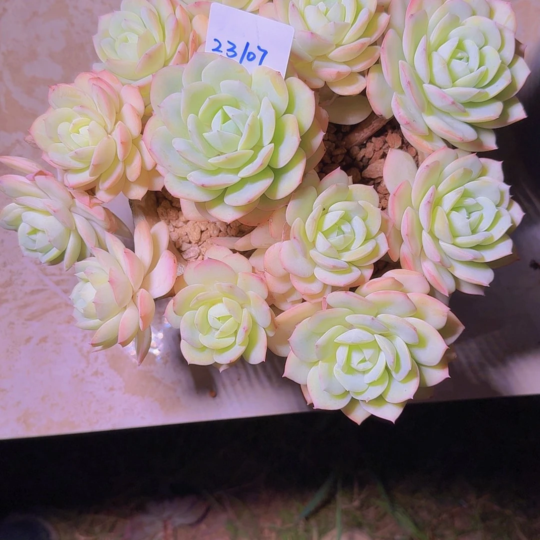 犇***灞23107恋曲多肉植物