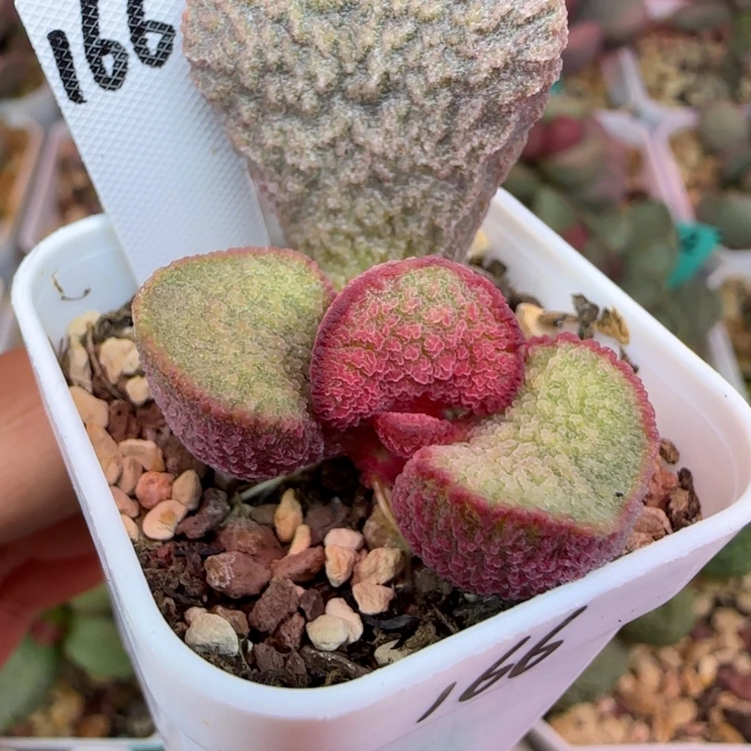 实生编号166大叶插一个