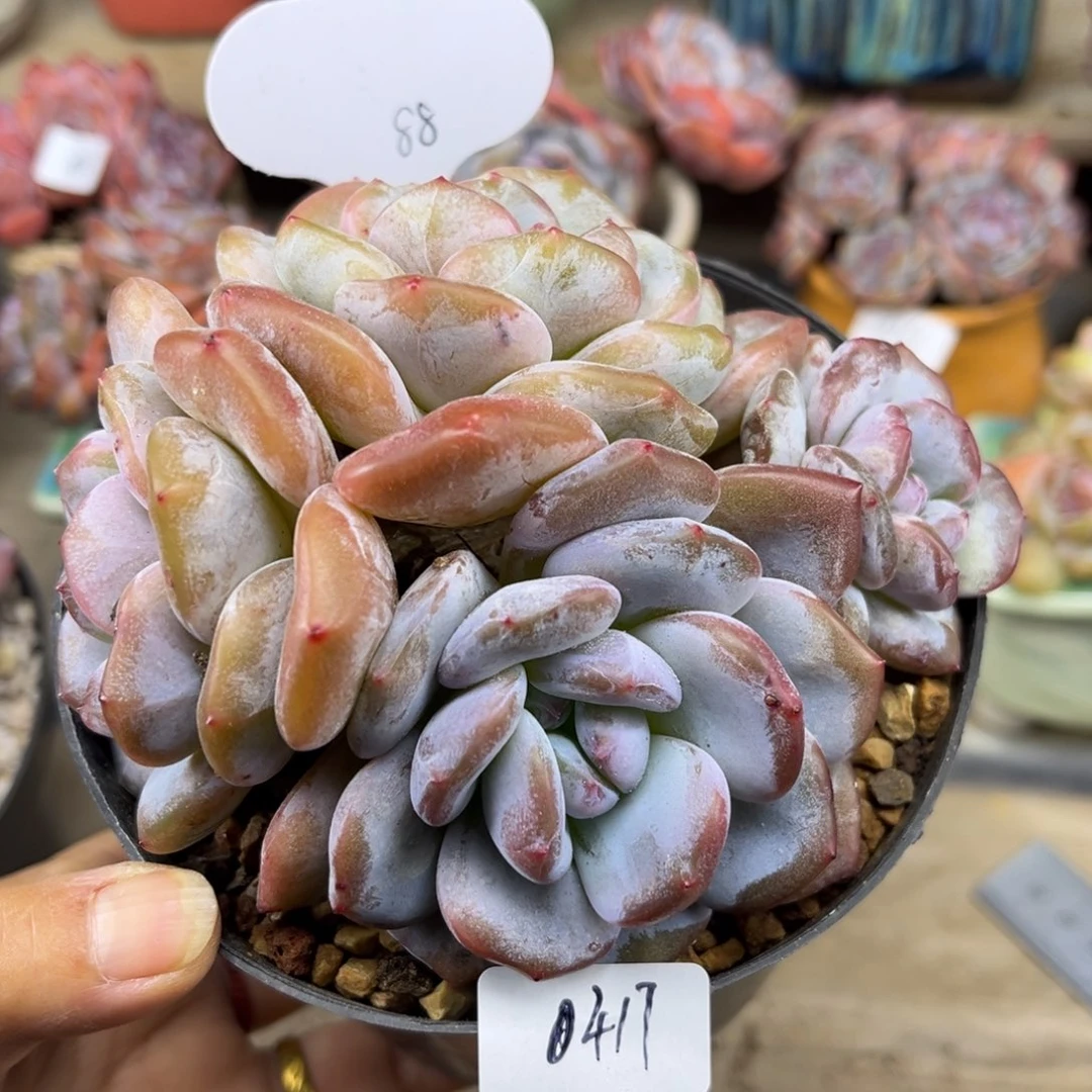 绿底紫心417/11cm4头