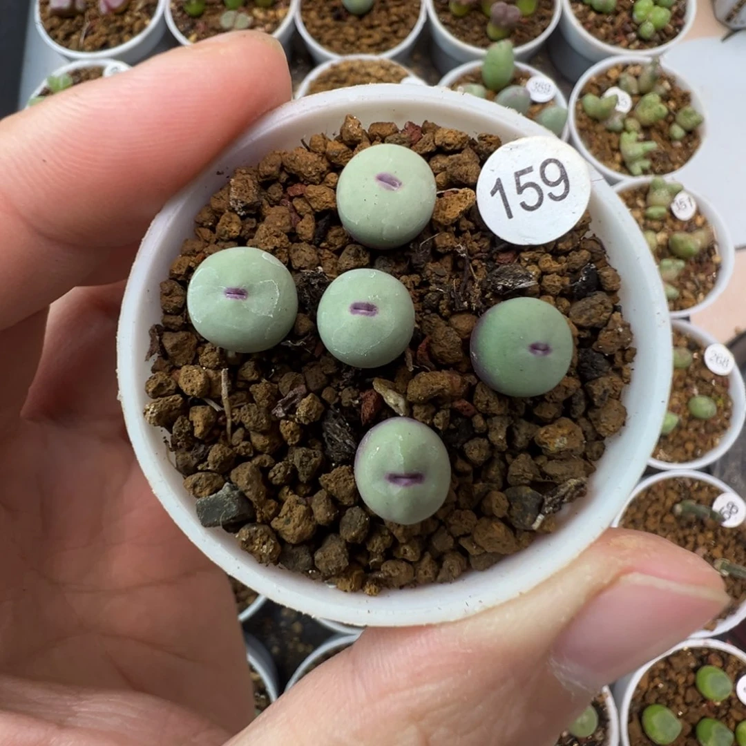 四季红嘴一颗脱土15900000