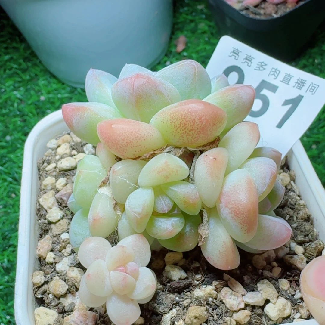 冰玉群生          开播福利