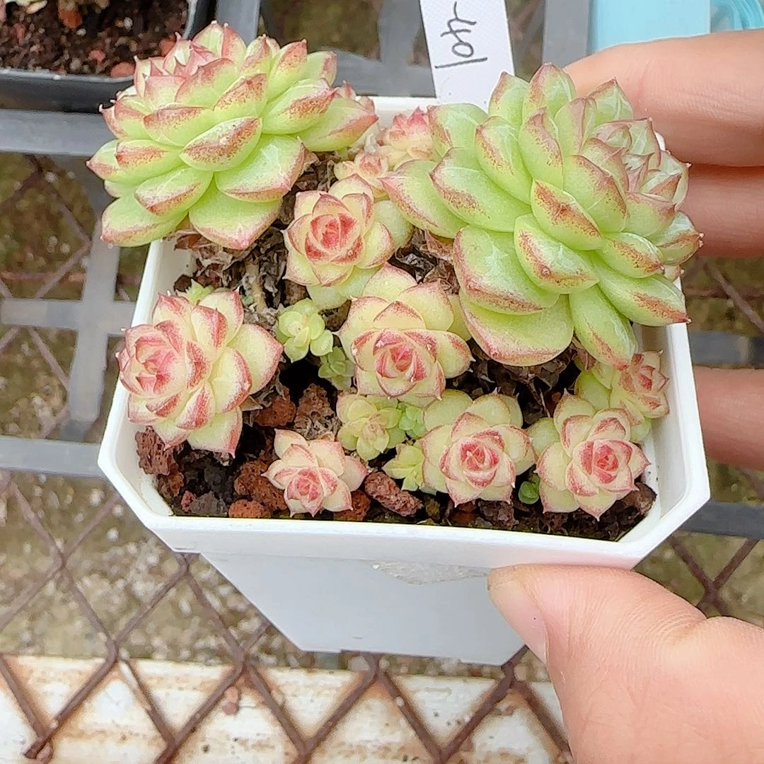 【闪购商品】1007-53（m1-401）