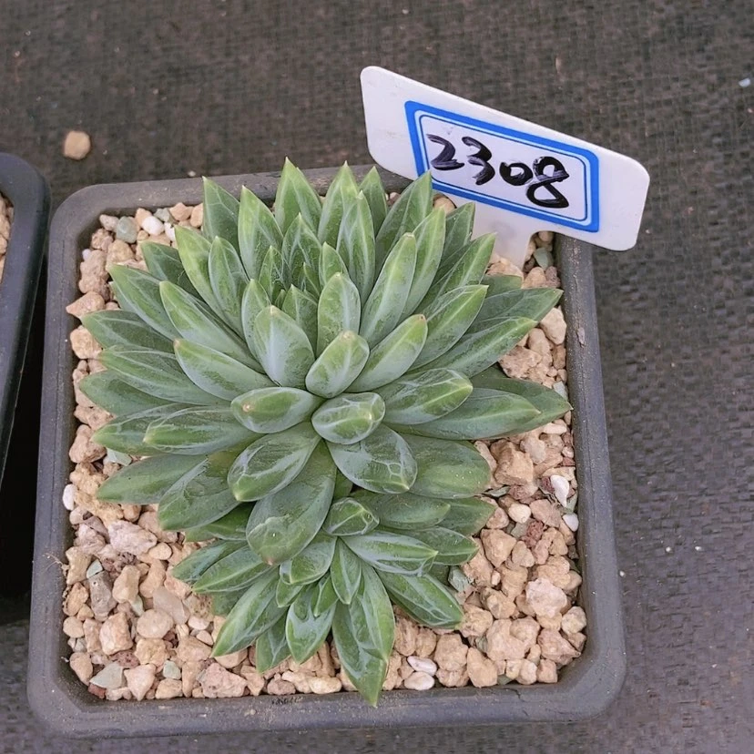 【闪购商品】蒙****郎2308