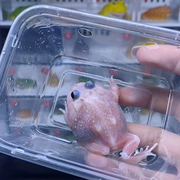 角蛙变异变异变异