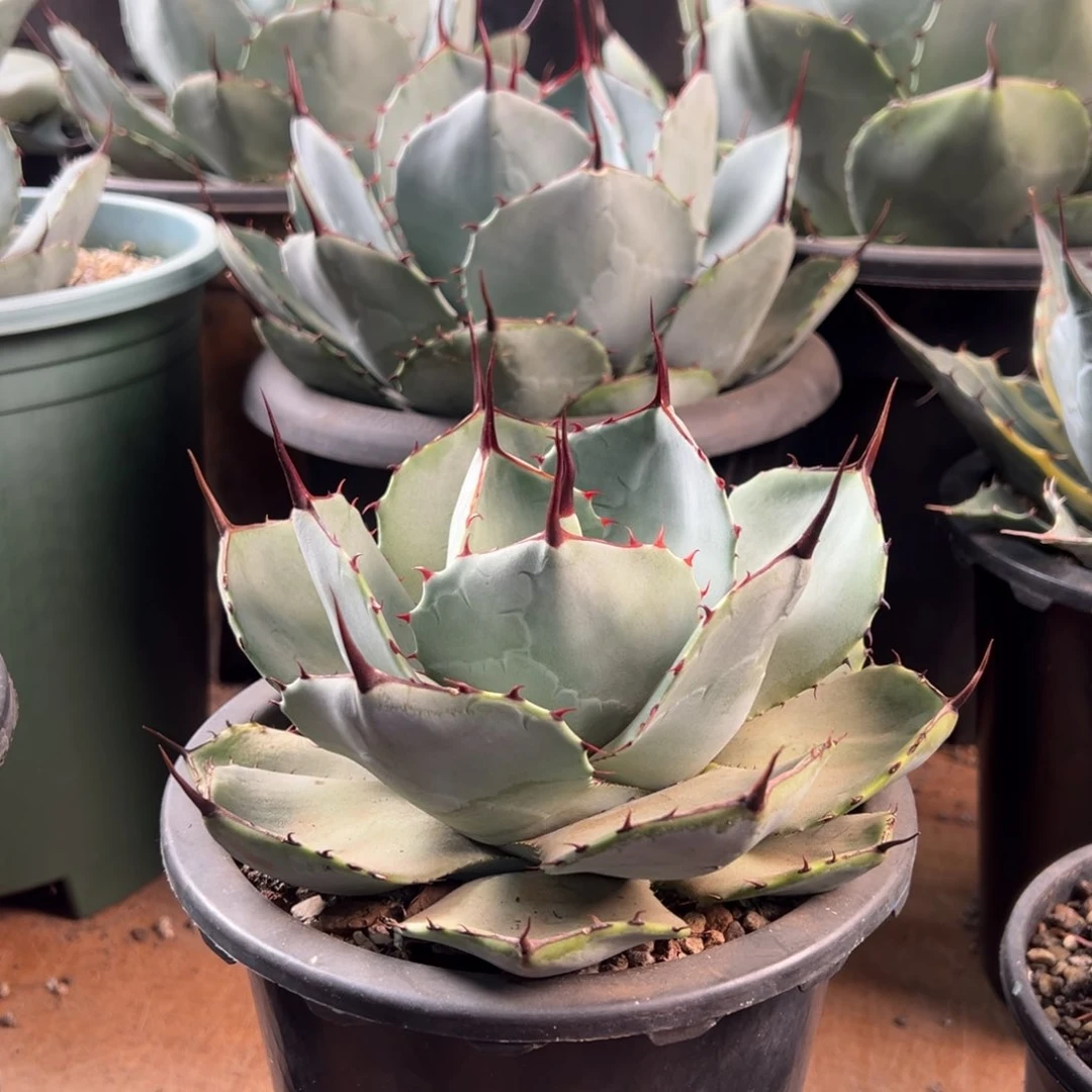 多肉植物龙舌兰道