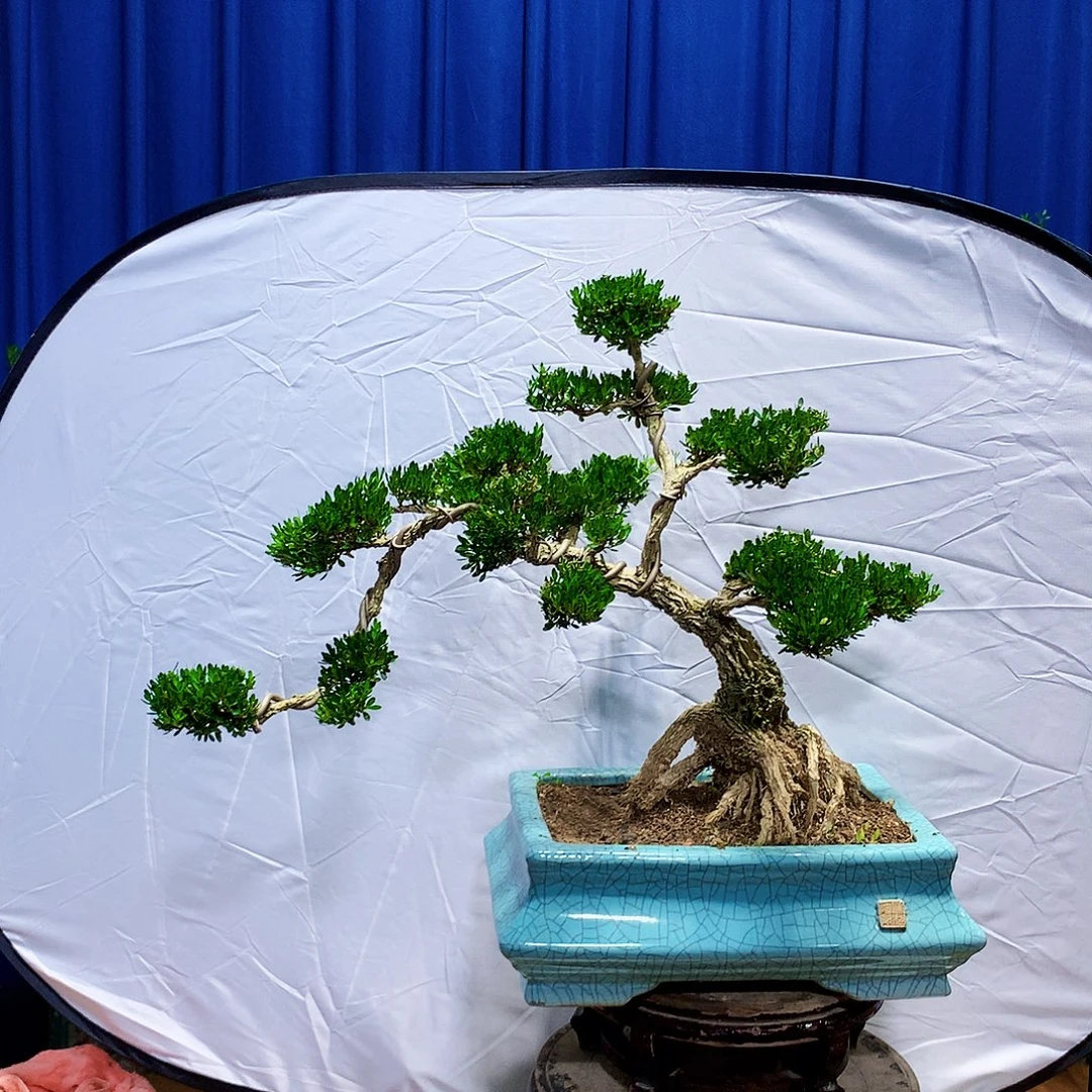 无花朵黄杨盆景一物一拍