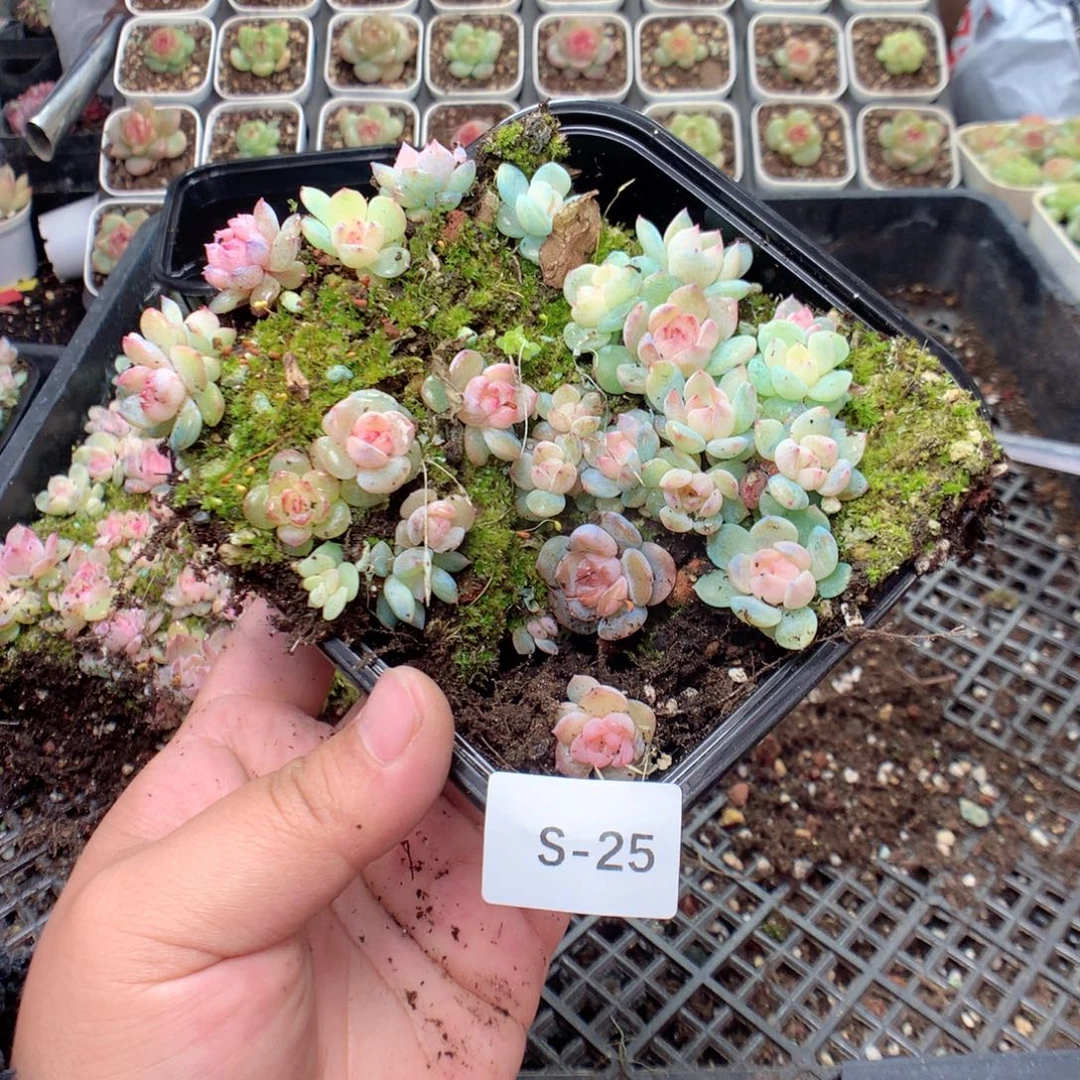 无花朵S25月英语四