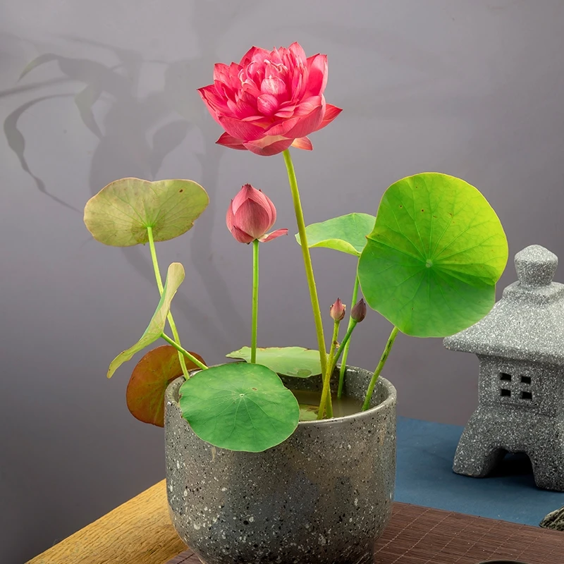 微型碗莲种藕小荷花苗根茎不带花苞迷你荷花四季开花室内外花卉