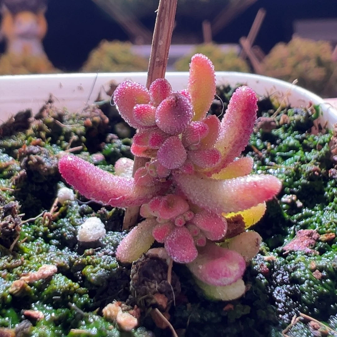 527红宝石锦一物一拍带盆土发货