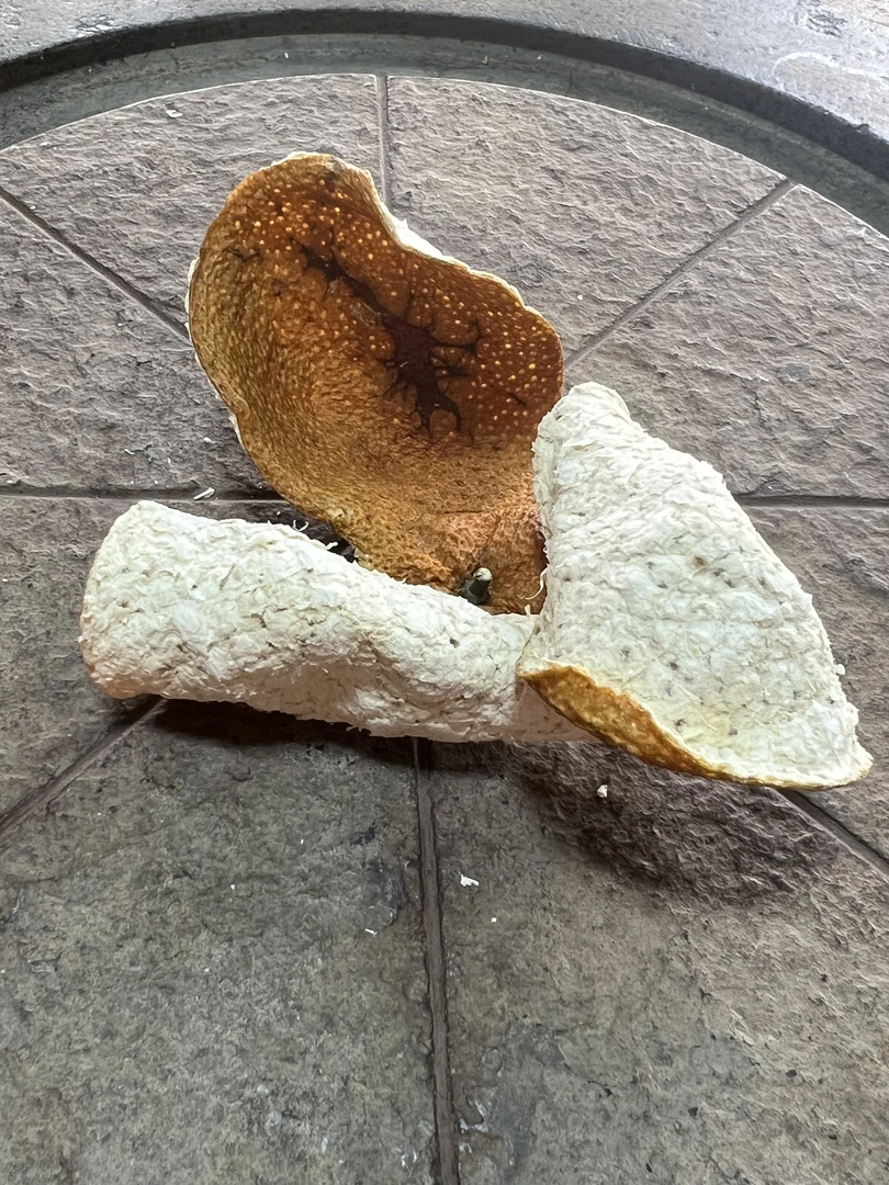 新会陈皮2024一线产区天马村（原枝）大红柑皮