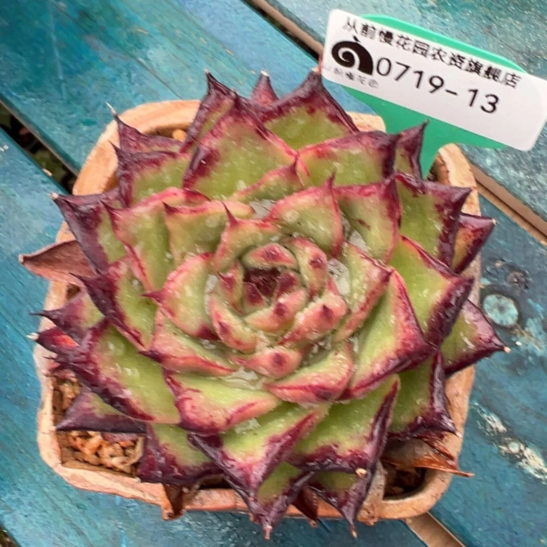 从前慢多肉精选编号0719.13