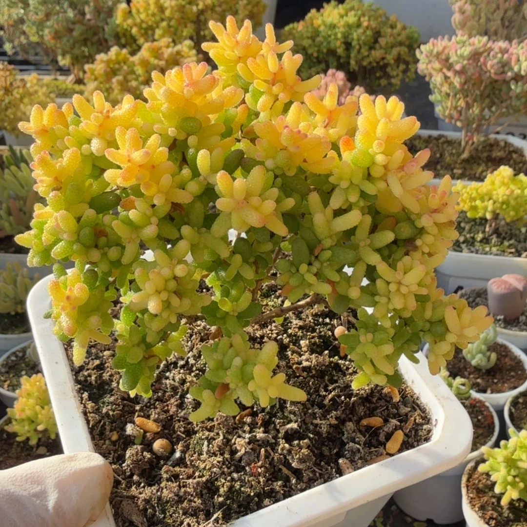 A974糖球3号锦枝干