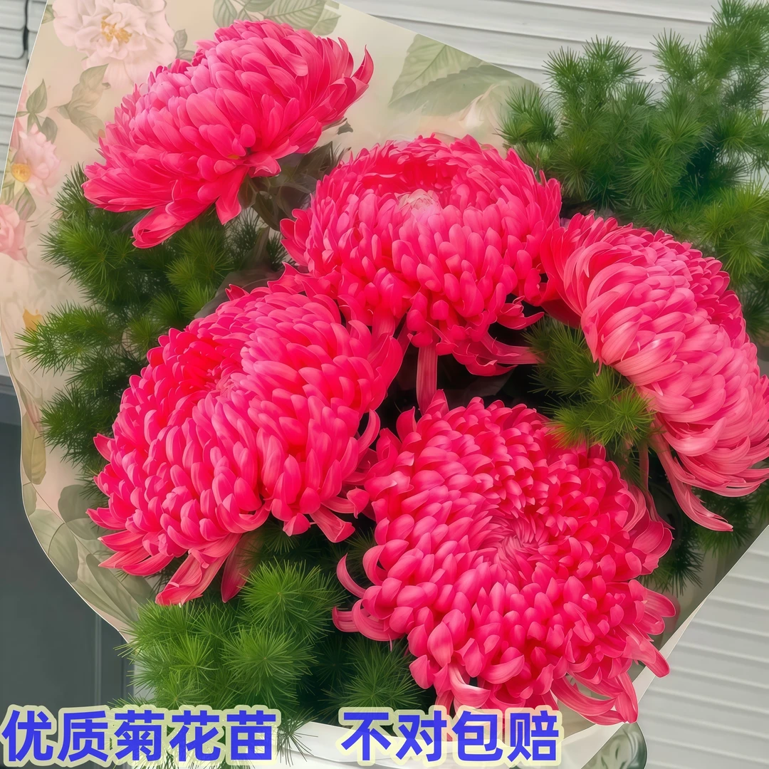 【红色重瓣】优质菊花苗阳台庭院秋菊四季开花观花植物花卉盆栽绿植