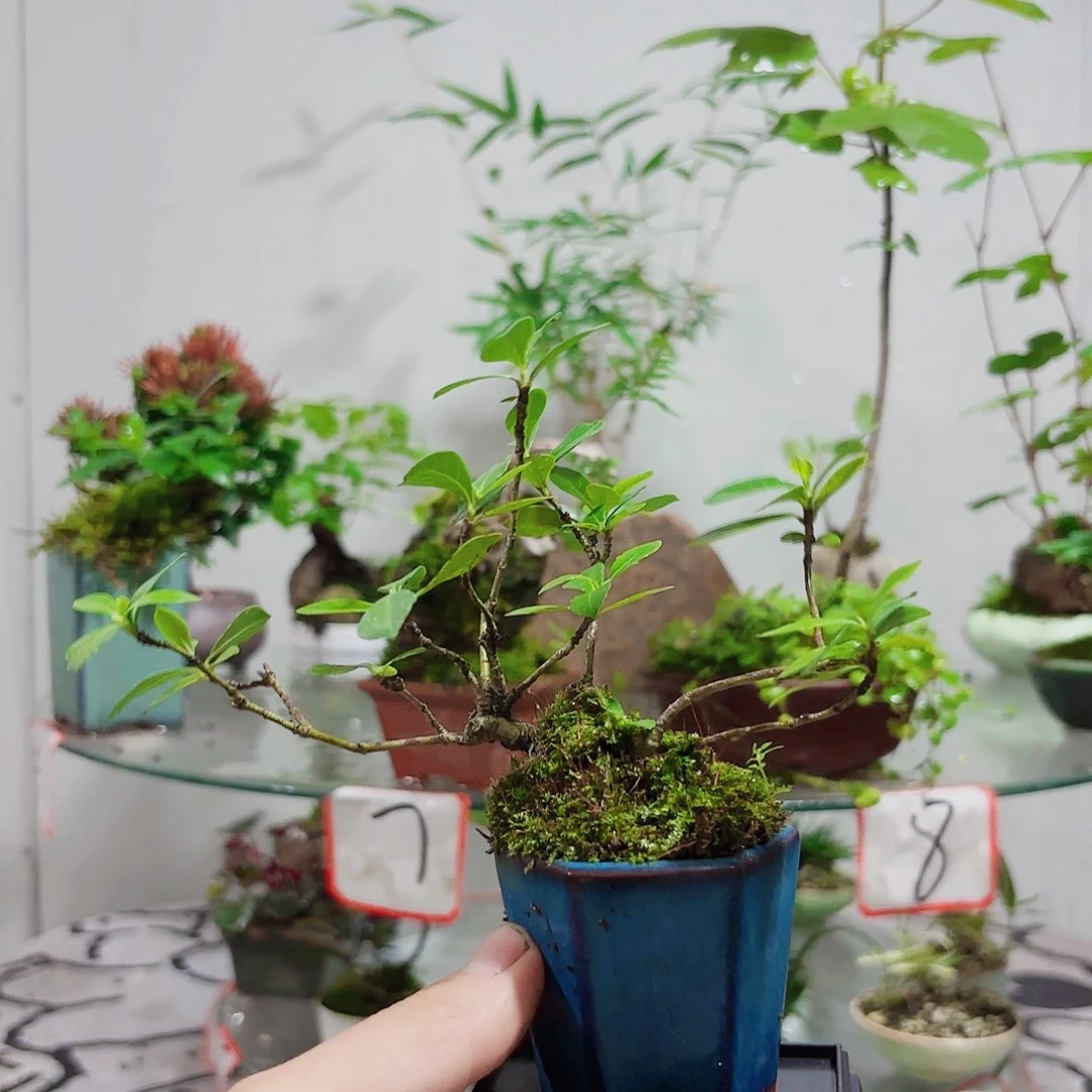 无花朵c***d一物一拍 所见即所得8