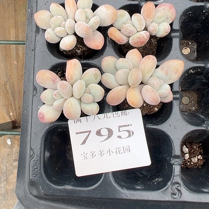 可****795号四颗香水双头量拍多肉满18元包邮