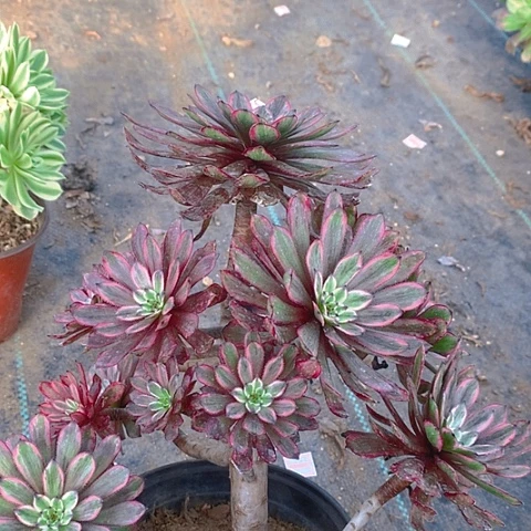 920紫霞仙子多肉植物