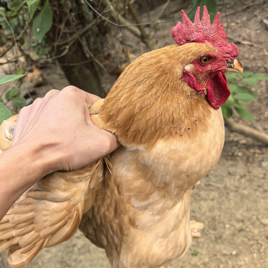 【共2只】1公鸡加1母鸡组合散养土鸡喂玉米老母鸡煲汤白切鸡猪肚鸡