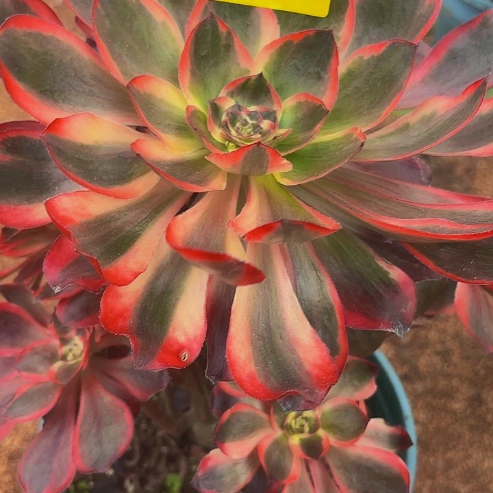 多肉植物福利854个