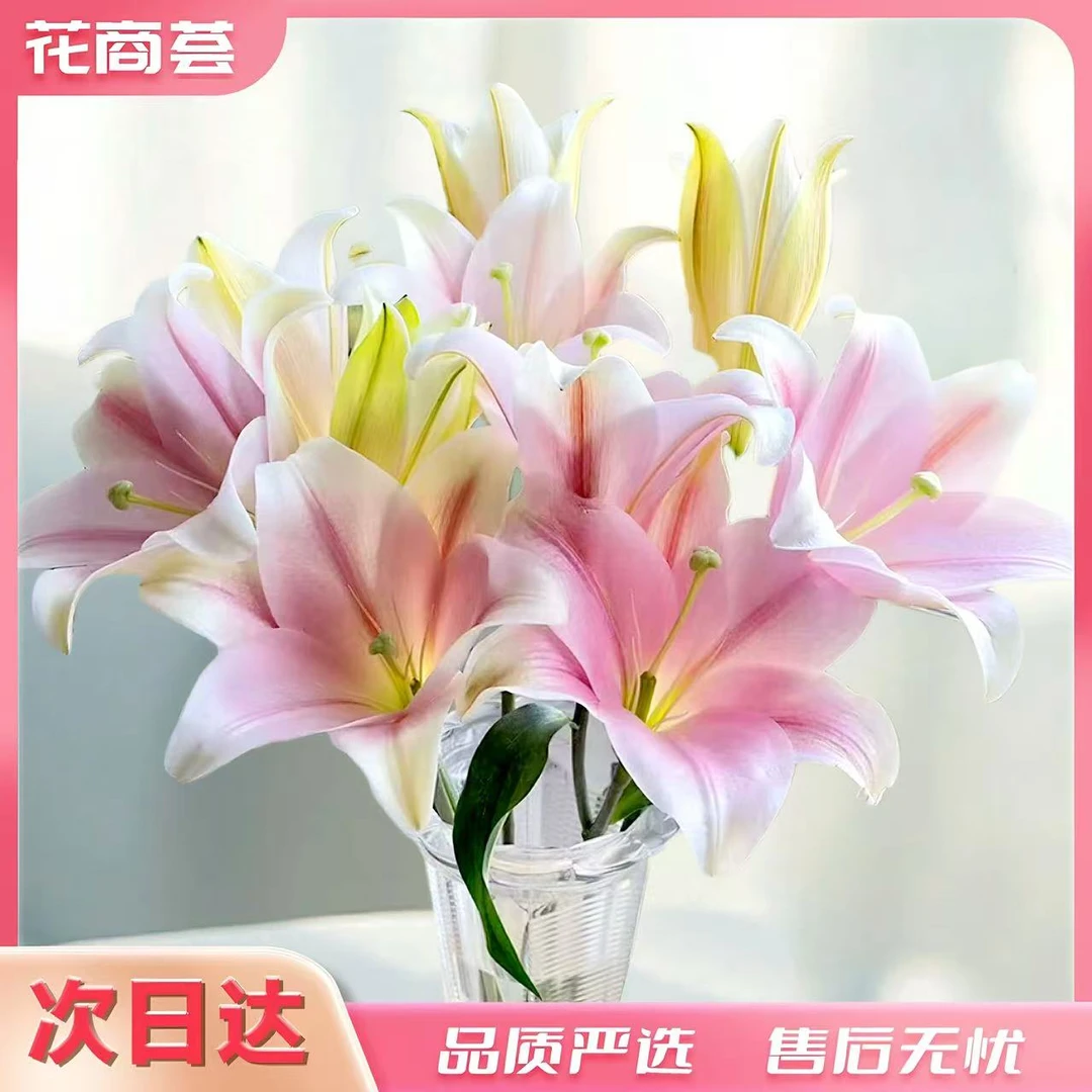 【京津冀顺丰次日达】铁炮百合-粉色鲜切5枝