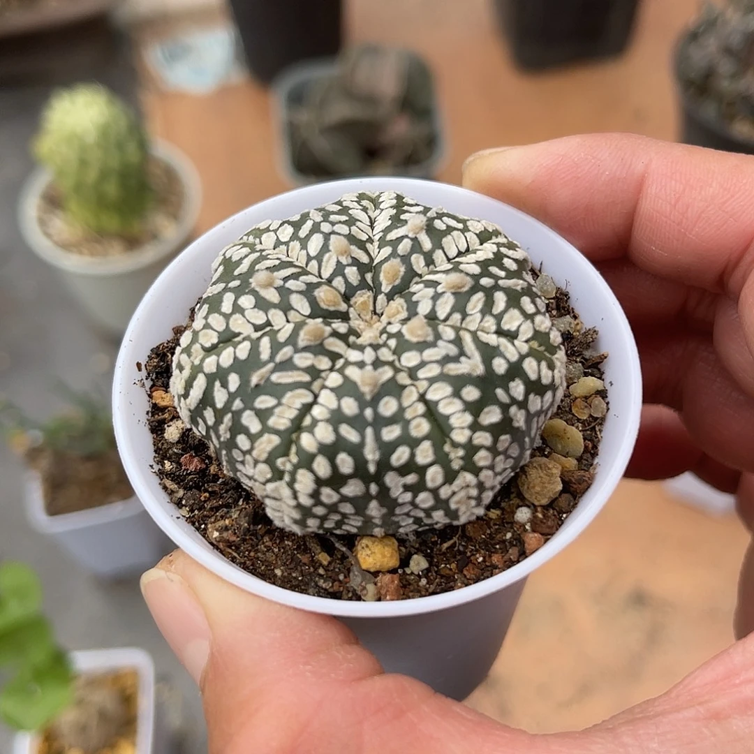 实生V字海星兜一物一拍