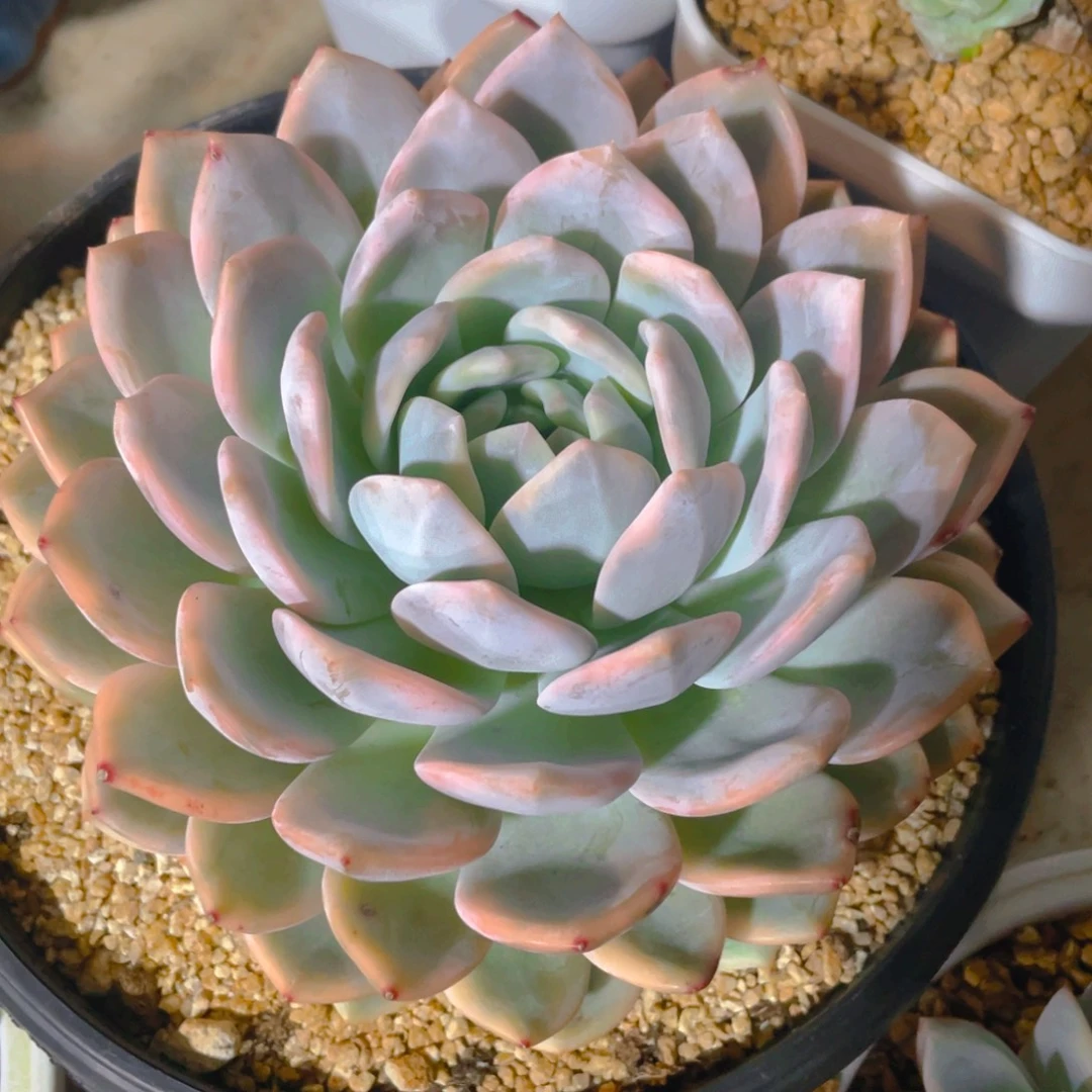 橙梦露锦多肉植物一棵