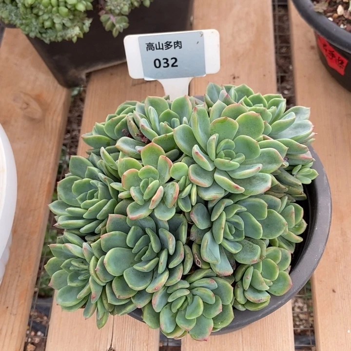 D032- 直播福利 甜橙捧花