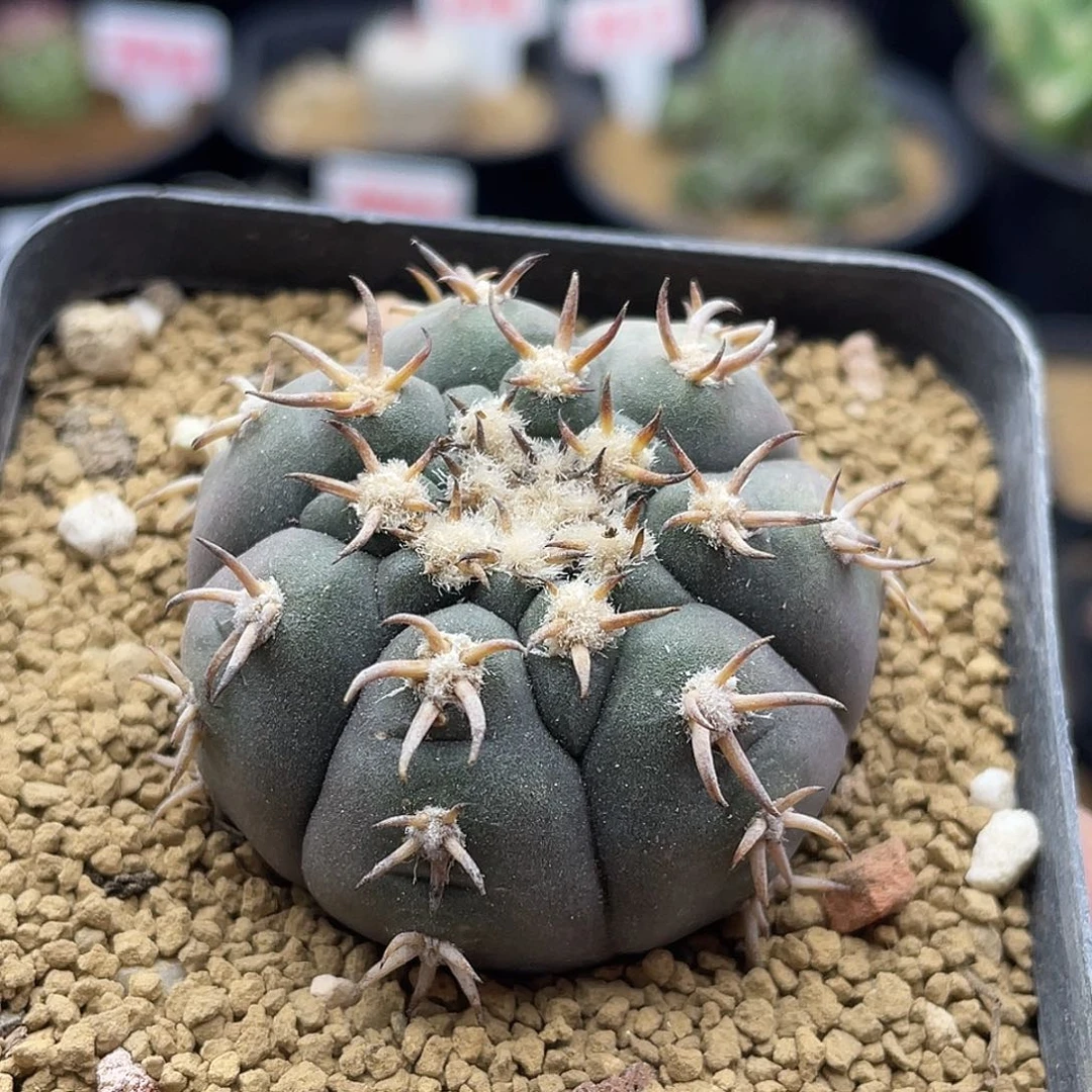 九刺天平猫爪仙人球多肉