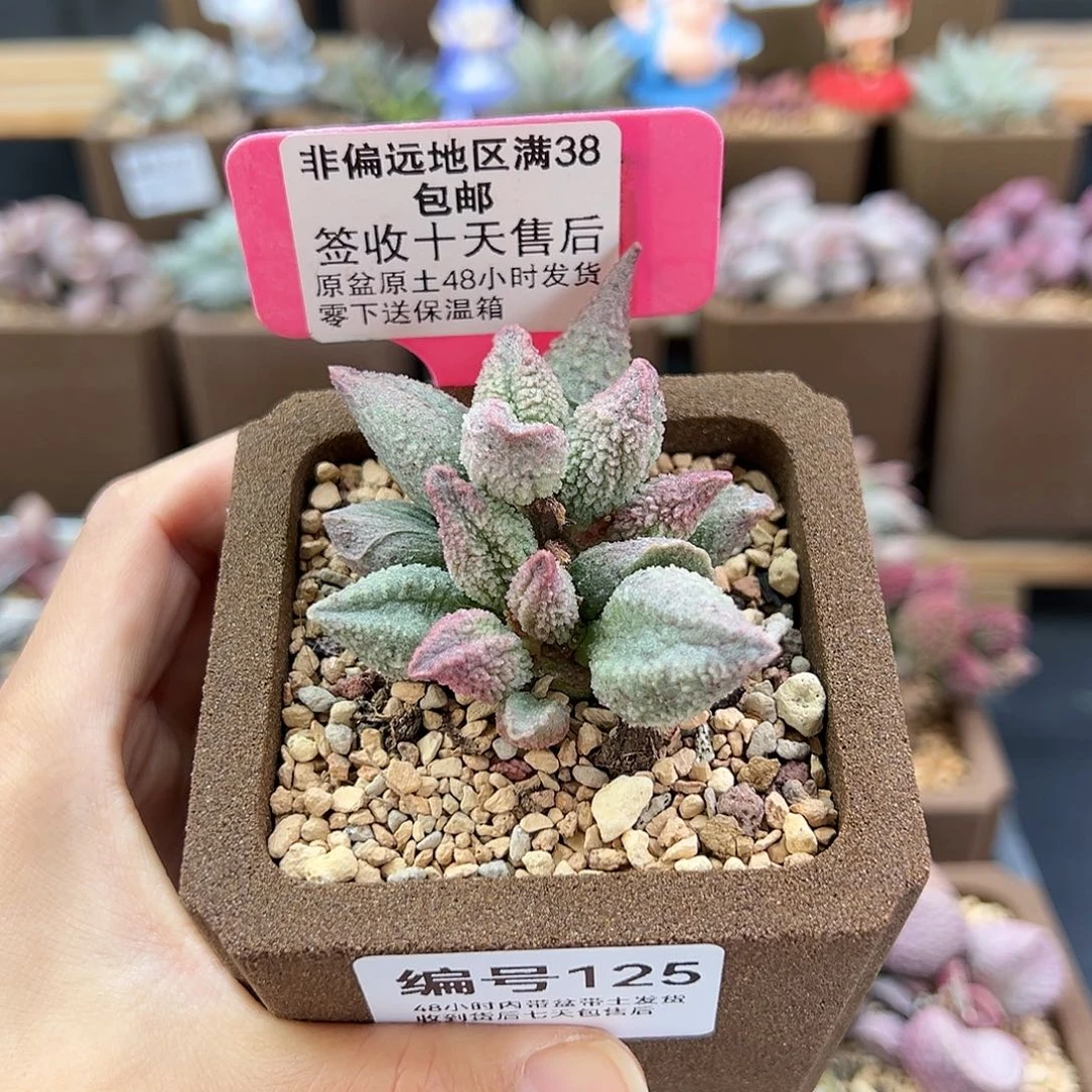 ?**?125冰蚕多肉植物