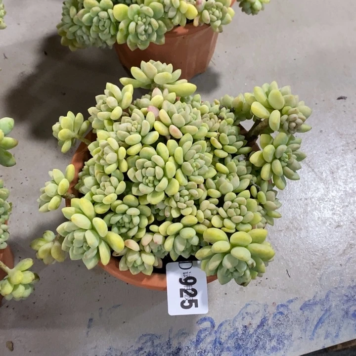 小***五925凝脂莲多肉植物多肉