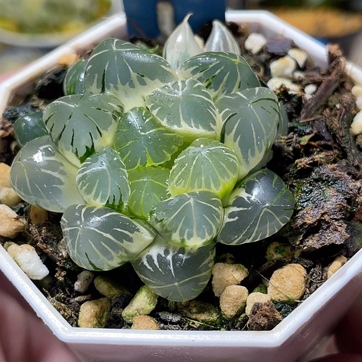 711糊斑地泉玉露锦特选福利