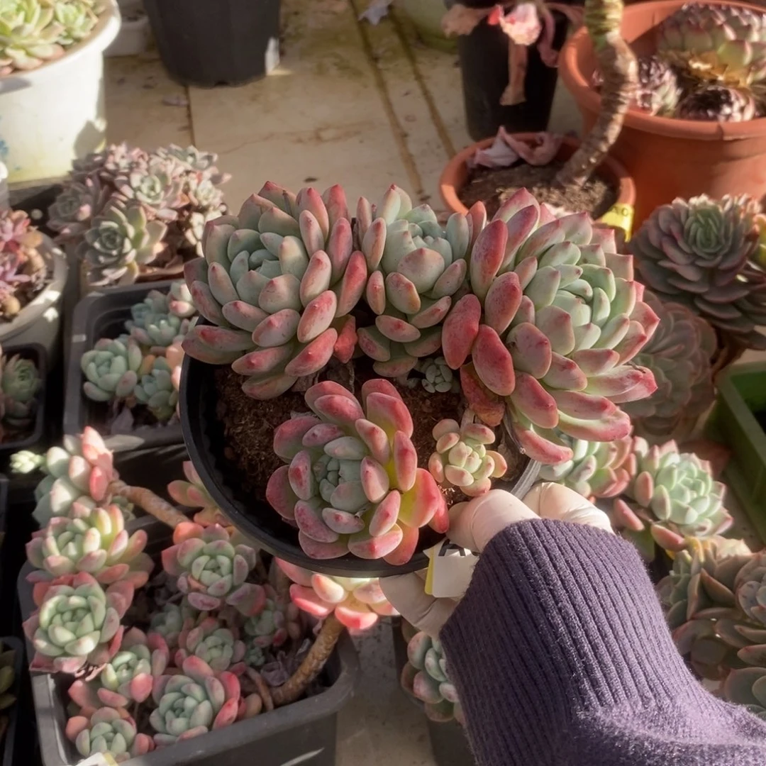 604望舒老桩一物一拍