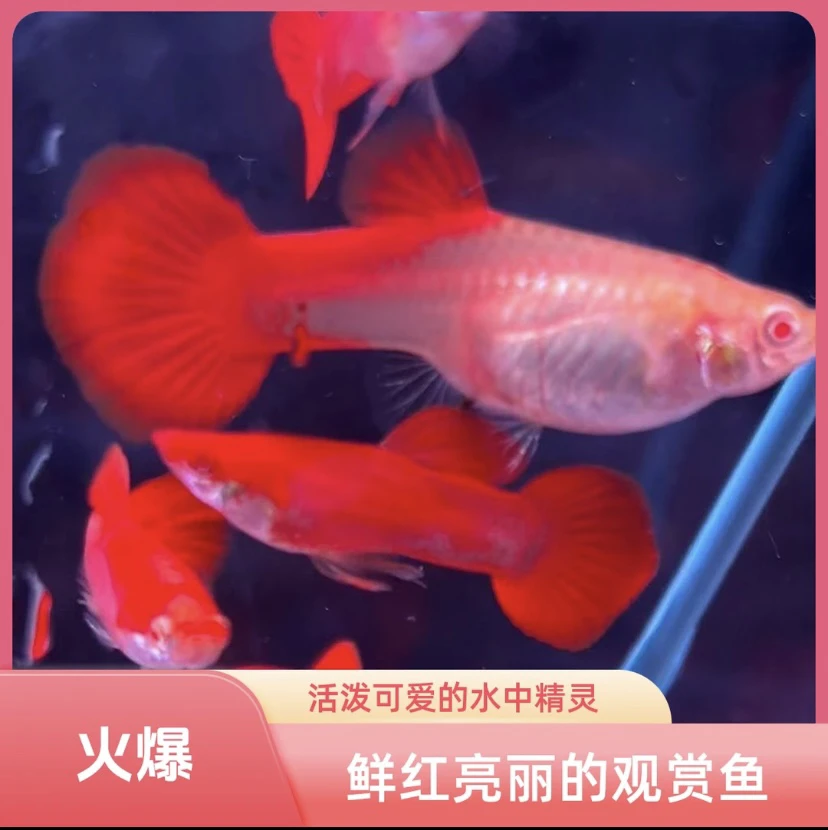 大背血红爆肚种鱼