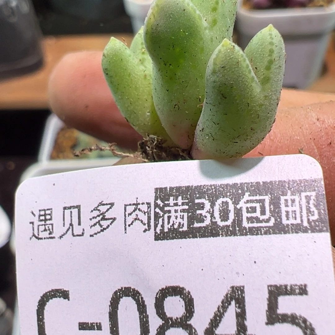 多肉植物11111111111111