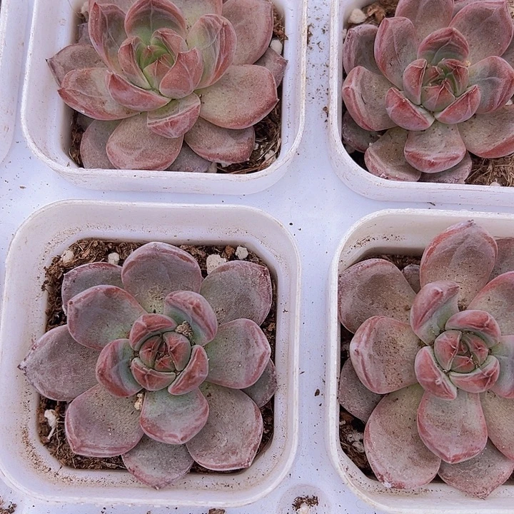 65盆夜魔侠带盆19包邮