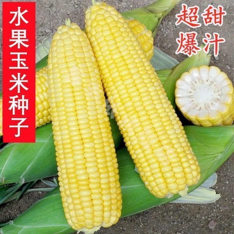 甜脆水果玉米种子大棒早熟高产香甜超甜玉米四季生吃春季种子大全
