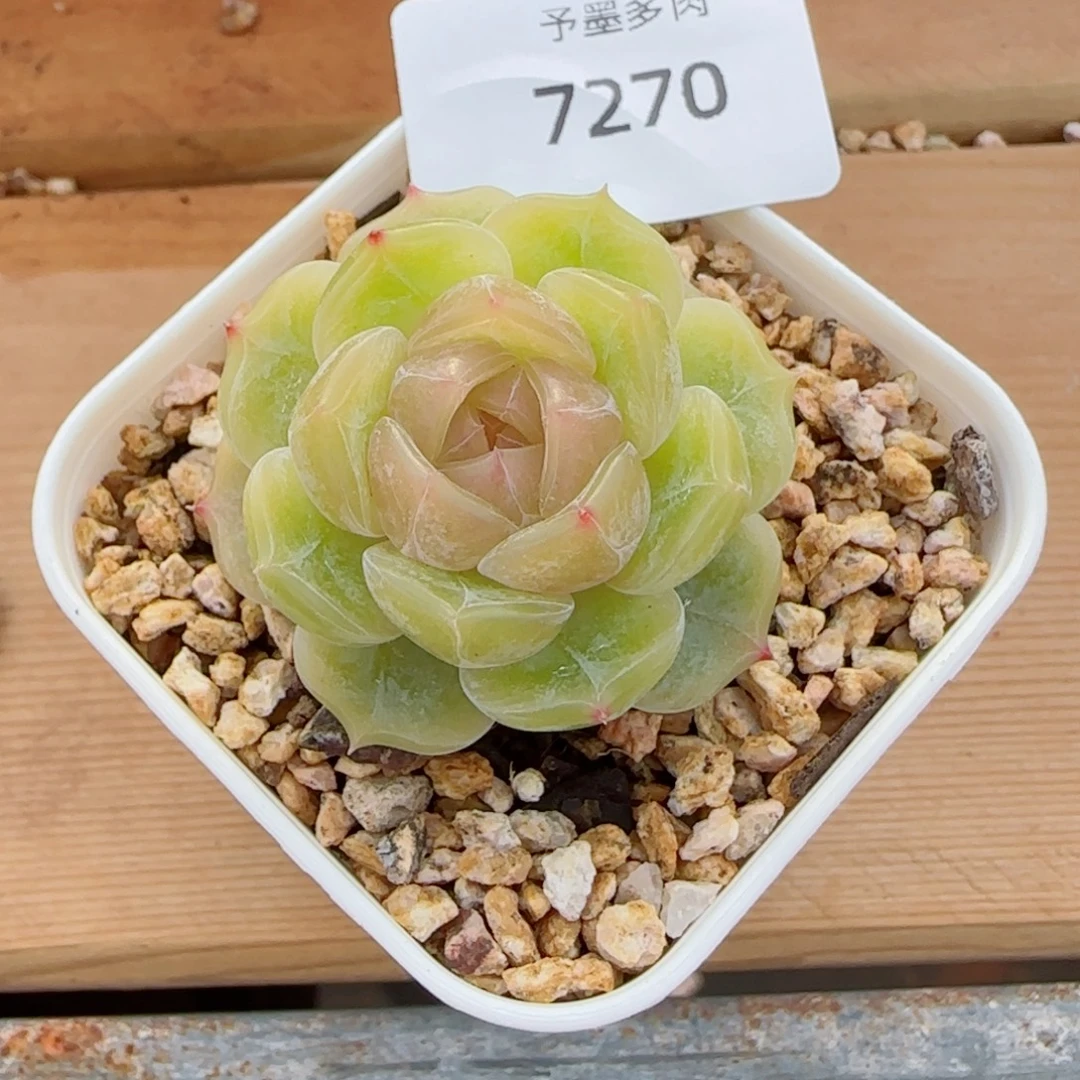 黄恋，7270多肉植物