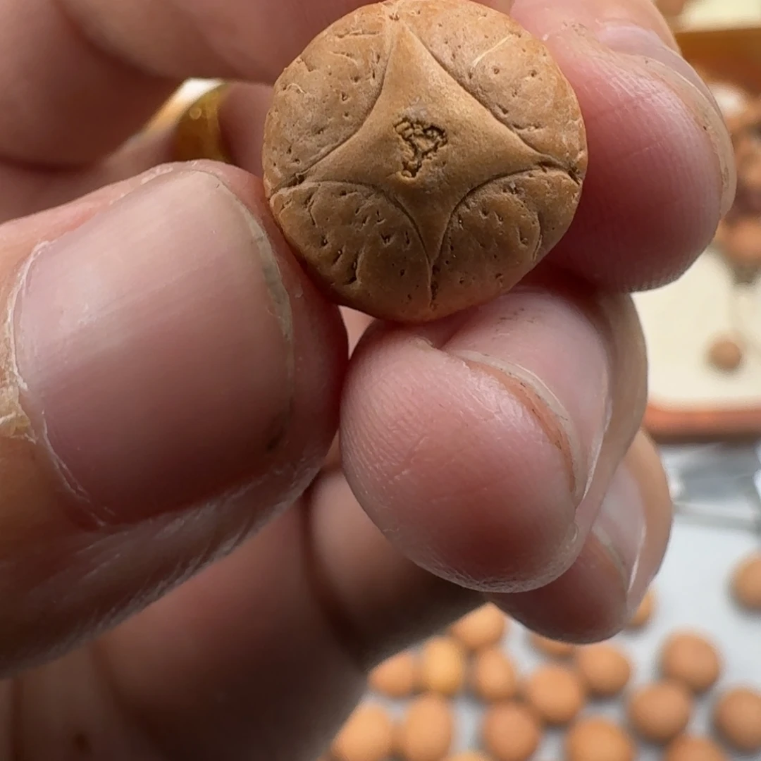 W***泳手串凤眼菩提麒麟