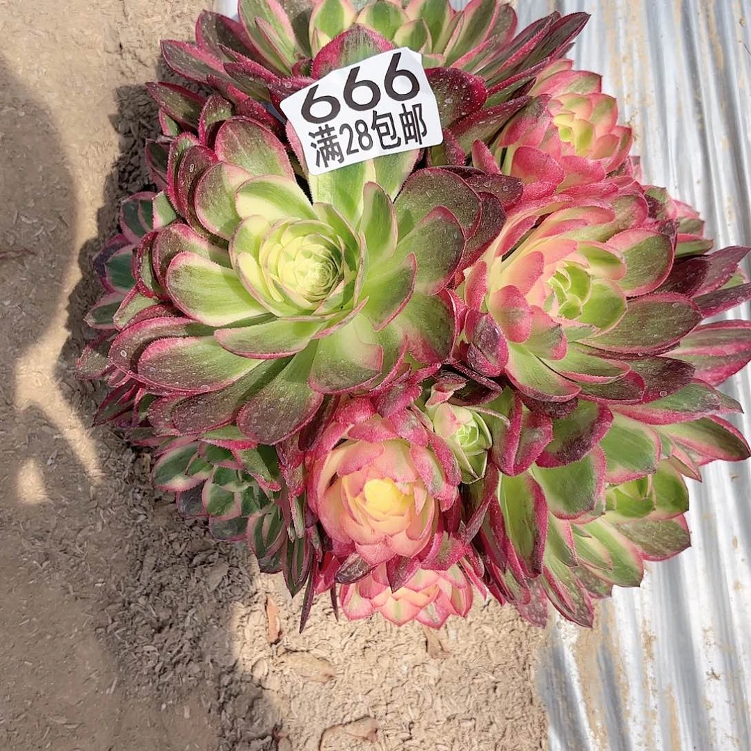 Q 666海王多肉1111111