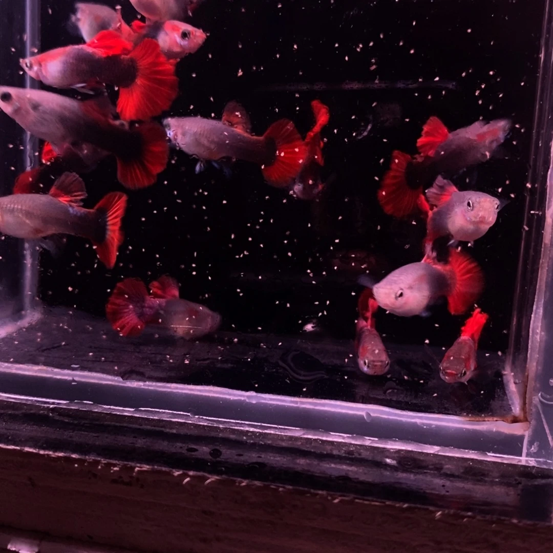 孔雀鱼菊花帆压成