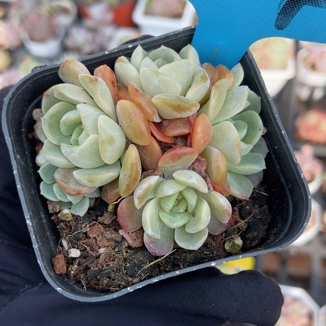 004容晶多肉植物多肉