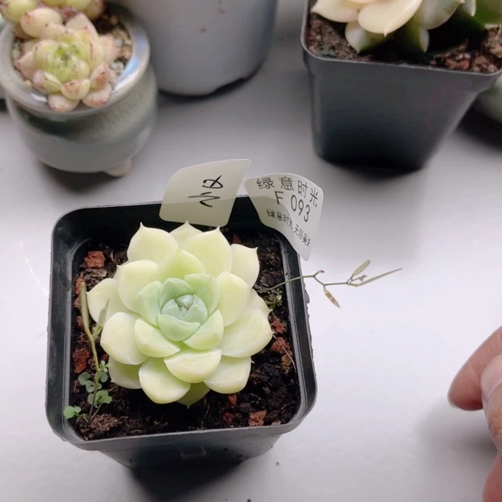 ❥***Q093 带陶瓷盆发货 满28包邮