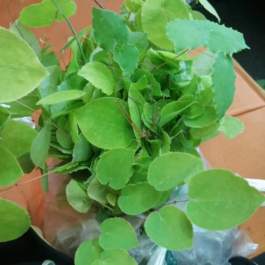 小圆叶三支九叶草（淫羊藿）甘肃岷县产地可搭配枸杞当归三枝九叶草