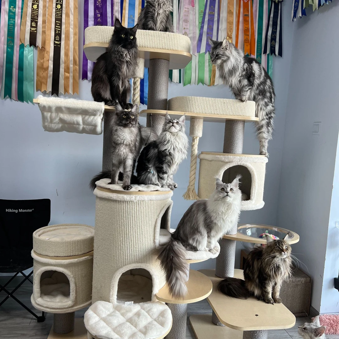 猫爬架定制（包含上门安装）