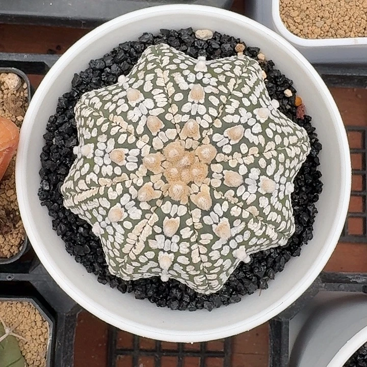 泰系海星兜仙人球16