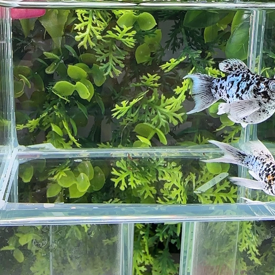 孔雀鱼钻石玛丽奶牛一对