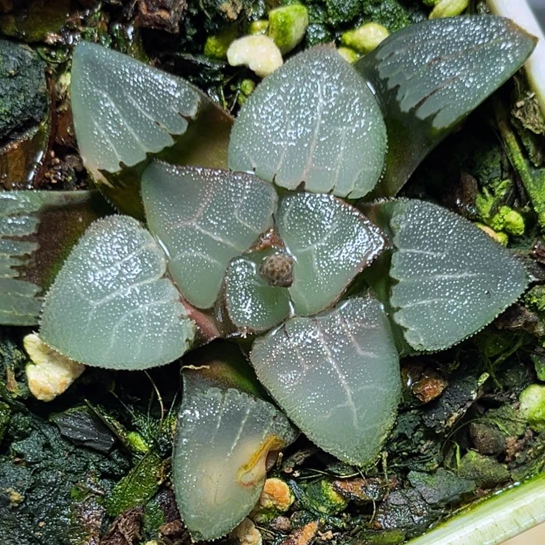 恭喜发财大吉大利0036