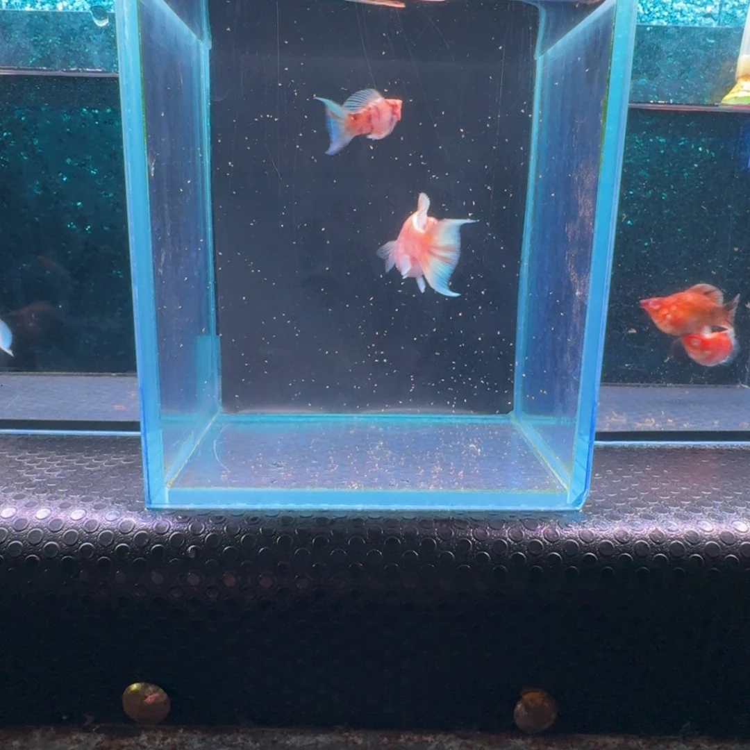 黑玛丽鱼620号玛丽2条